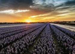 Plantacja hiacyntów w blasku zachodzącego słońca