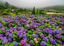 Plantacja hortensji i mgła nad lasami