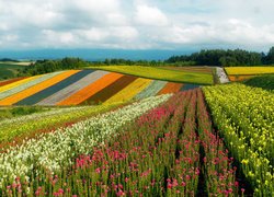 Plantacja kolorowych kwiatów w Furano