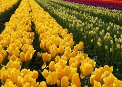 Kwiaty, Kolorowe, Tulipany, Plantacja