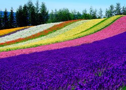 Pole, Kolorowe, Kwiaty, Tomita Farm, Nakafurano, Hokkaido, Japonia