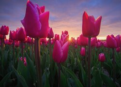 Plantacja kwitnących różowych tulipanów