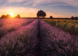 Plantacja lawendy i słoneczników w promieniach słońca