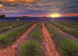 Plantacja, Lawenda, Pole, Drzewa, Zachód słońca, Valensole, Prowansja, Francja