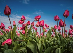 Różowe, Tulipany, Plantacja, Niebo