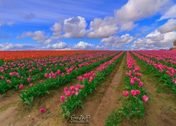 Plantacja, Różowe, Tulipany, Chmury