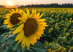 Plantacja słoneczników w blasku słońca