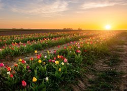 Plantacja tulipanów o wschodzie słońca