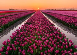 Zachód słońca, Farma, Pole, Tulipany, Miejscowość, Nieuwe-Tonge, Holandia