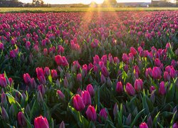 Pole, Tulipany, Plantacja, Promienie słońca