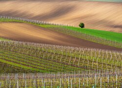 Plantacja winogron na wzgórzach w Południowych Morawach