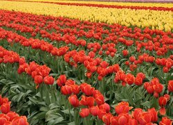 Plantacja żółtych i czerwonych tulipanów