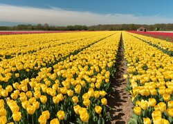 Plantacja żółtych tulipanów