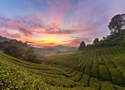 Wzgórza, Plantacja, Drzewa, Wschód słońca, Cameron Highlands, Stan Pahang, Malezja