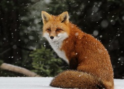 Płatki śniegu spadające na rudego lisa