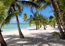 Bahamy, Wybrzeże, Palmy, Plaża, Morze