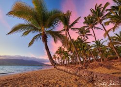 Hawaje, Wyspa Maui, Wybrzeże, Morze, Palmy, Zachód słońca, Plaża