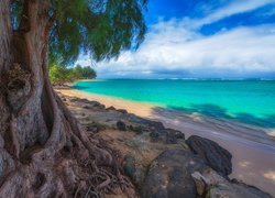 Stany Zjednoczone, Hawaje, Wyspa Kauai, Plaża Kalihiwai Beach, Morze, Drzewo