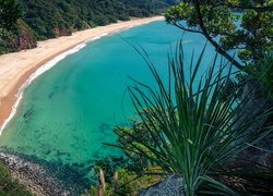 Plaża, New Chums Beach, Wybrzeże, Zatoka, Wainuiototo Bay, Rośliny, Whangapoua, Nowa Zelandia