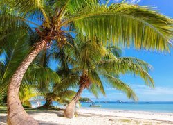 Plaża pod palmami na wyspie Mahe