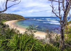 Australia, Nowa Południowa Walia, Morze, Brzeg, Plaża, Drzewa, Rośliny