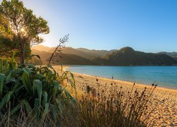 Drzewa, Plaża, Morze, Wschód słońca, Takaka, Region Tasman, Wyspa Południowa, Nowa Zelandia