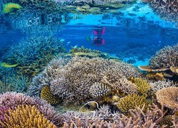 Płetwonurek i koralowce