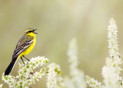 Ptak, Pliszka żółta
