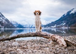 Pies, Płochacz holenderski, Kooikerhondje, Kamienie, Kłoda, Woda, Góry