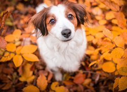 Pies, Płochacz holenderski, Kooikerhondje, Liście