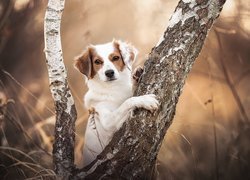 Płochacz holenderski, Kooikerhondje