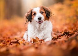 Pies, Płochacz holenderski, Kooikerhondje, Mordka, Liście