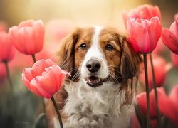 Płochacz holenderski w tulipanach