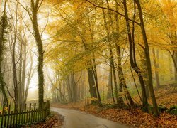 Płot przy drodze w zamglonym jesiennym lesie