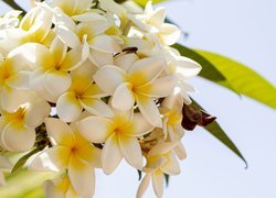 Kwiaty, Plumeria, Gałązka