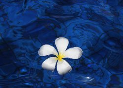 Biała, Plumeria, Niebieska woda