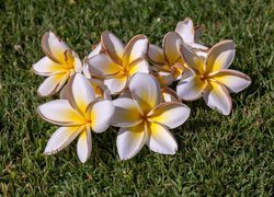 Kwiaty, Plumeria, Trawa