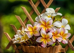 Plumeria, Doniczka