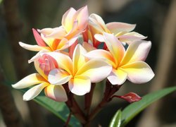 Kwiaty, Kolorowe, Plumeria, Liście