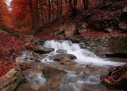 Płynąca rzeka w jesiennym lesie