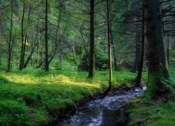 Las, Drzewa, Strumień, Kamienie, Roślinność