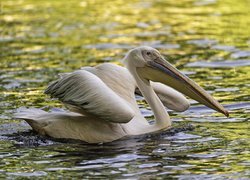 Pływający pelikan