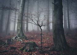 Pniaki i bezlistne drzewa w zamglonym lesie