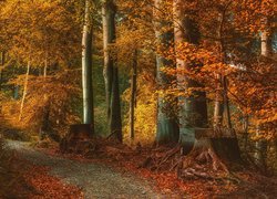 Pnie ściętych drzew przy ścieżce w słonecznym jesiennym lesie