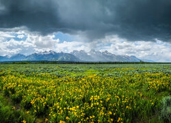 Kwiaty, Łąka, Góry, Park Narodowy Grand Teton, Stan Wyoming, Stany Zjednoczone