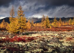 Rosja. Kołyma, Góry, Jesień, Drzewa, Roślinność, Chmury