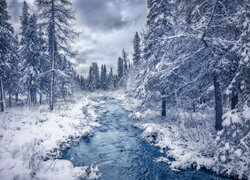 Zima, Las, Rzeka, Drzewa, Śnieg, Chmury
