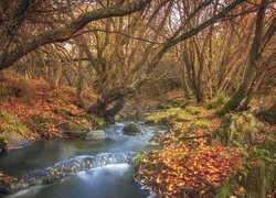Pochyłe bezlistne drzewa nad leśną rzeczką