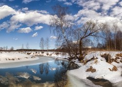 Pochyłe brzozy na ośnieżonym brzegu rzeki