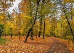 Pochyłe drzewa nad drogą w parku